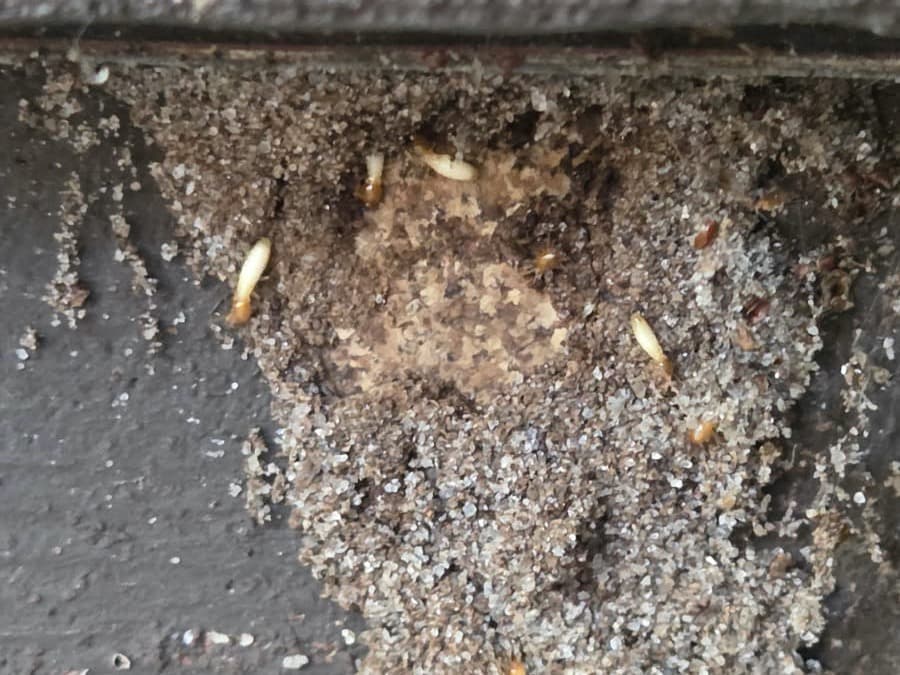 WDO / Termite Inspection